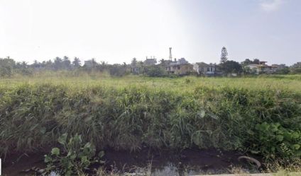 Paddy land
