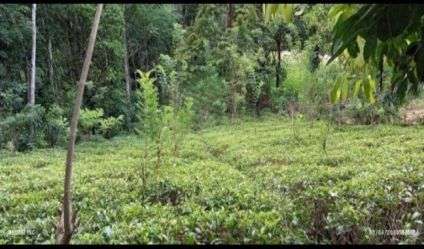 Land with house