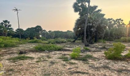 Bare Land
