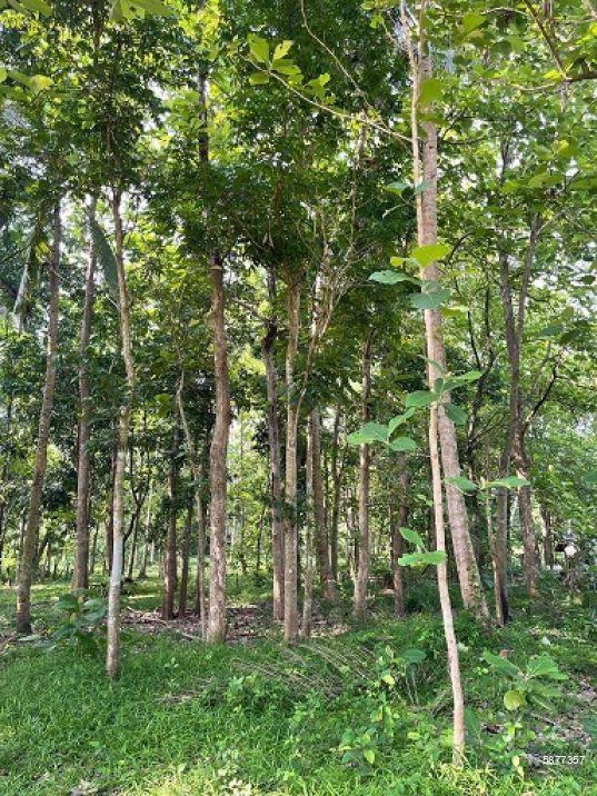 Cultivated Land for sale in Pannala