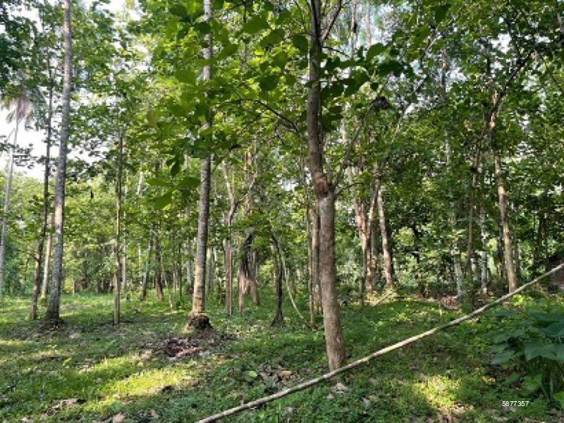 Cultivated Land for sale in Pannala