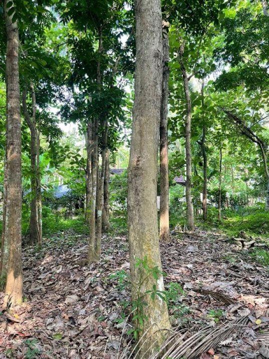 Cultivated Land for sale in Pannala