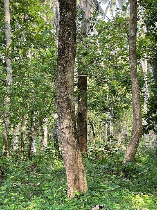 Cultivated Land for sale in Pannala