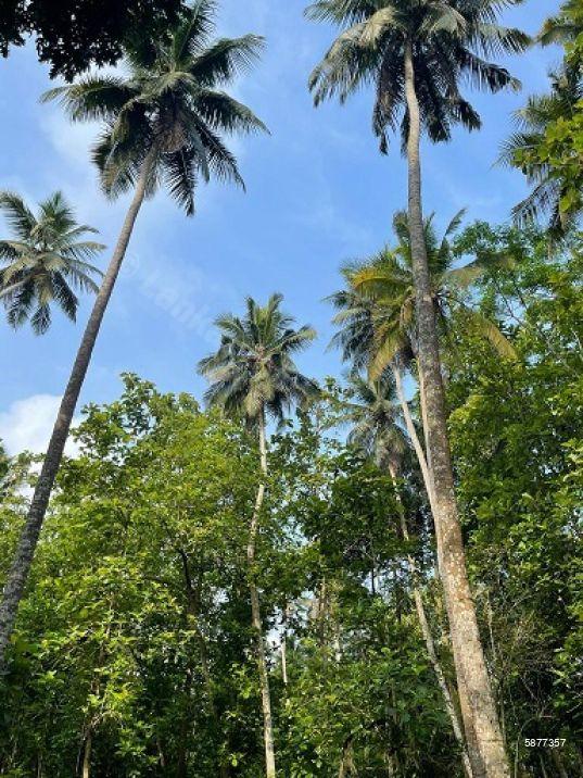 Cultivated Land for sale in Pannala