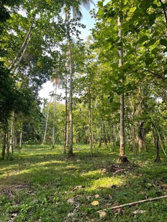 Cultivated Land for sale in Pannala