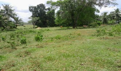 Bare Land