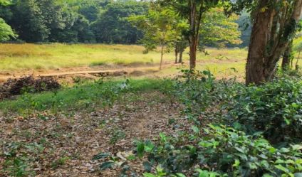 Bare Land