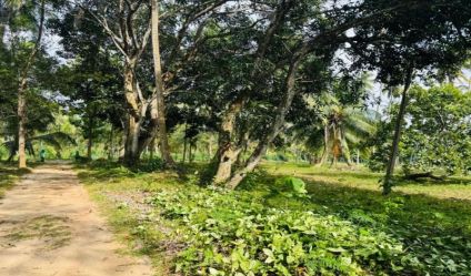 Coconut land