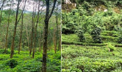 Tea land