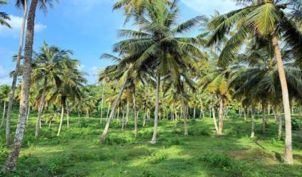 Coconut land