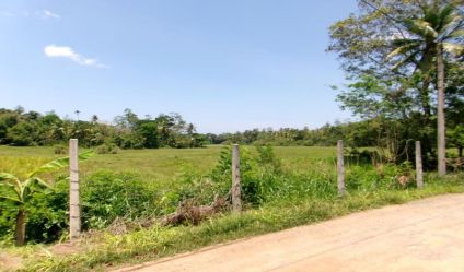 Bare Land