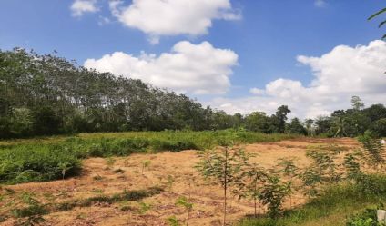 Bare Land