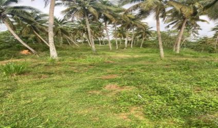 Bare Land