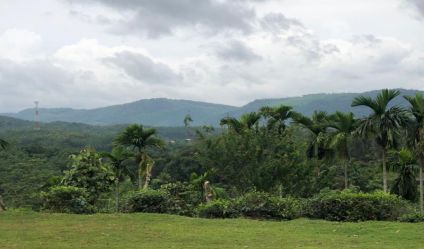 Tea land