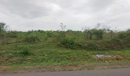 Bare Land