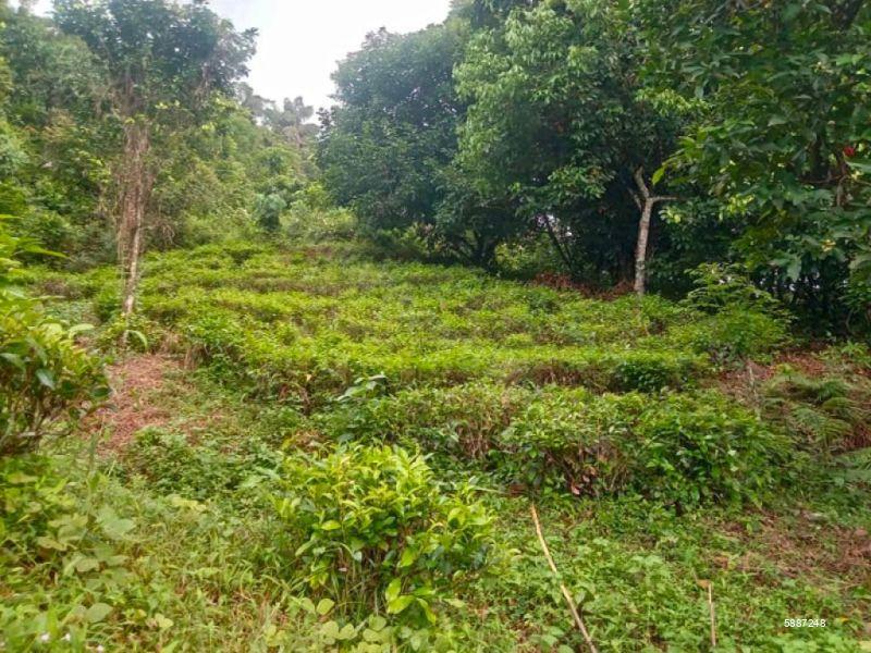 Bare Land for sale in Eheliyagoda