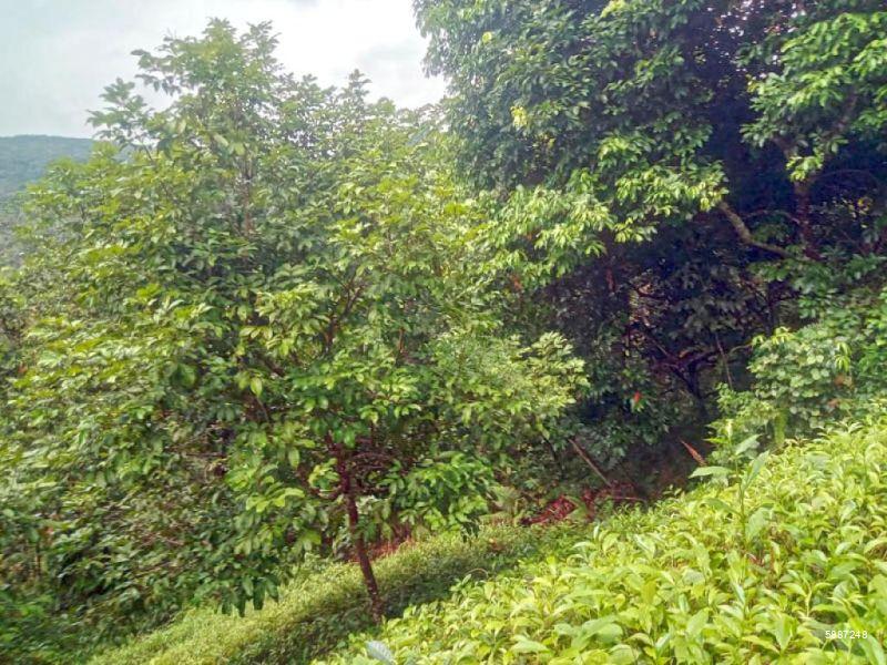 Bare Land for sale in Eheliyagoda