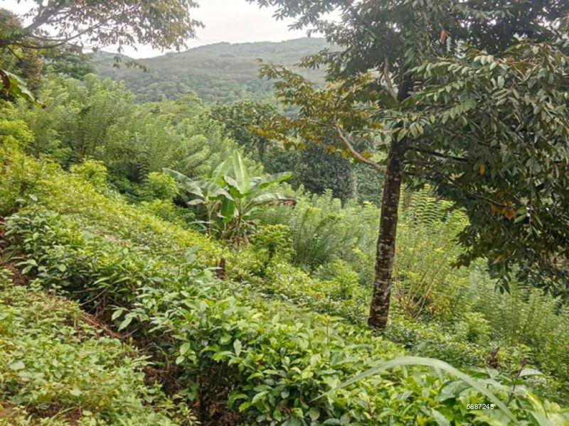 Bare Land for sale in Eheliyagoda