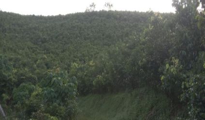 Cinnamon land