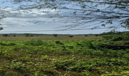 Bare Land