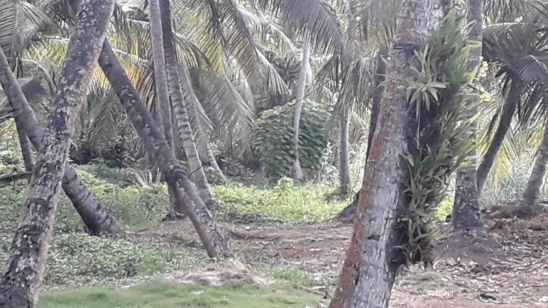 Cultivated Land for sale in Ja Ela