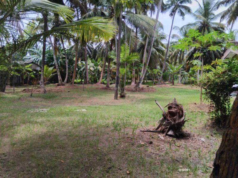 Cultivated Land for sale in Ja Ela