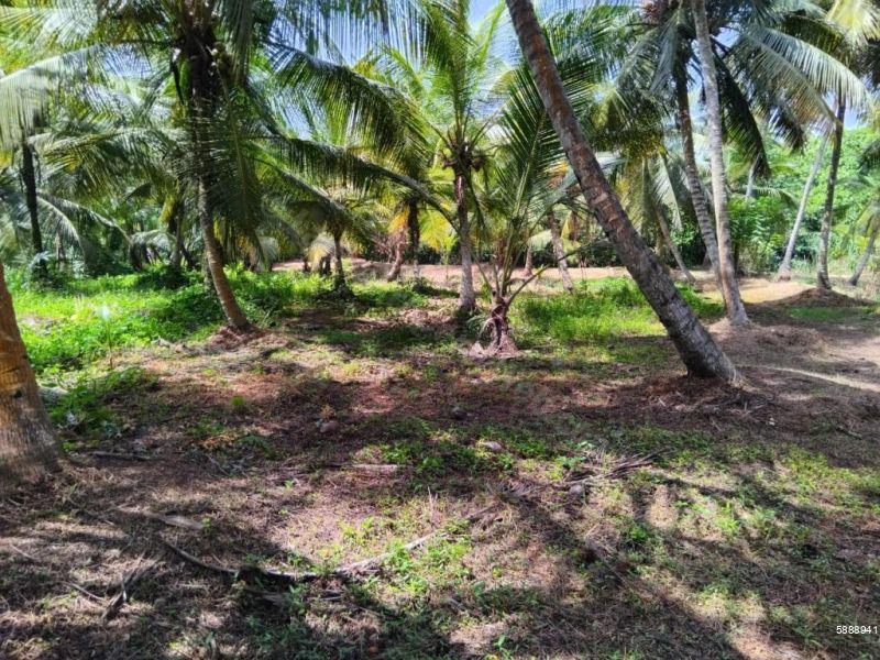Cultivated Land for sale in Ja Ela