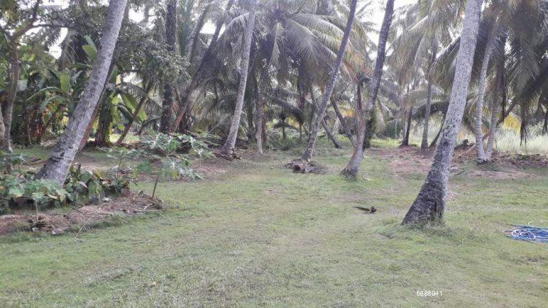 Cultivated Land for sale in Ja Ela