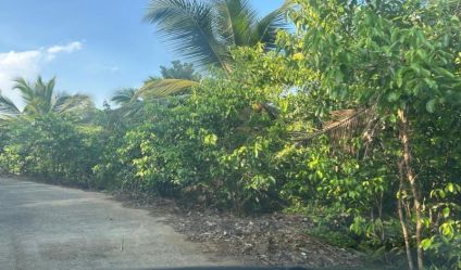 Cinnamon land