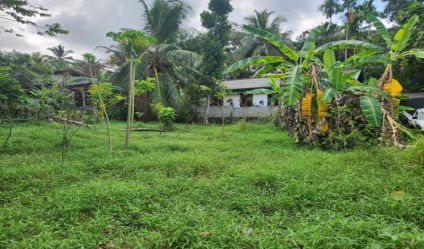 Bare Land
