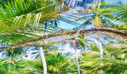 Coconut land