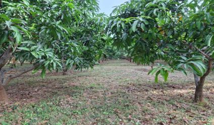 Cultivated Land
