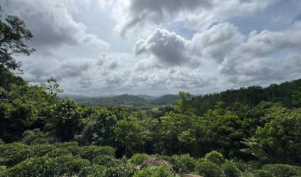 Bare Land