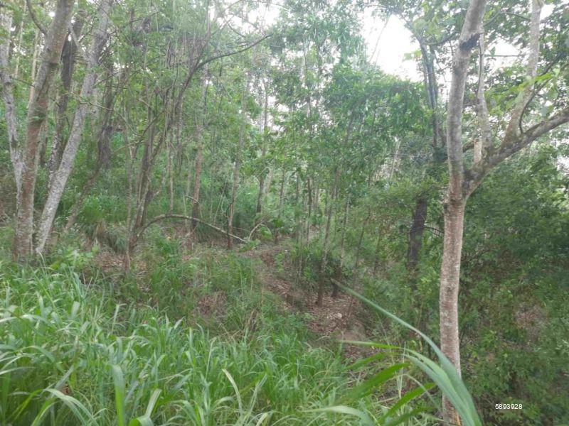 Cultivated Land for sale in Mawanella