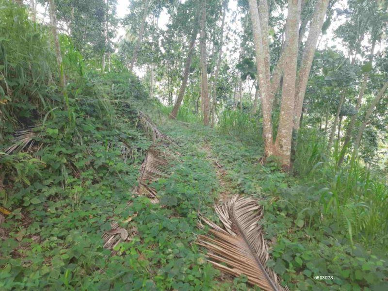 Cultivated Land for sale in Mawanella