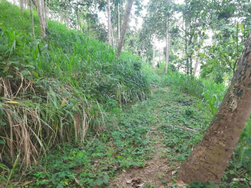 Cultivated Land for sale in Mawanella