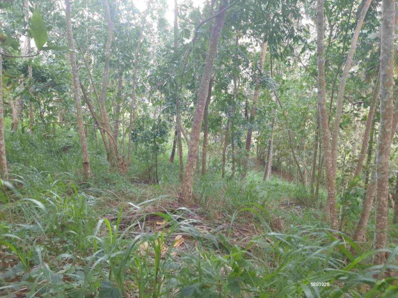 Cultivated Land for sale in Mawanella