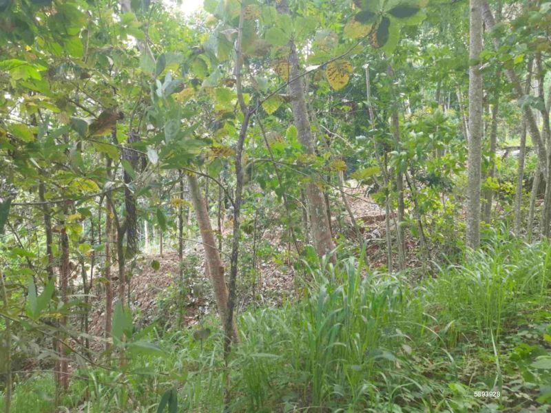 Cultivated Land for sale in Mawanella