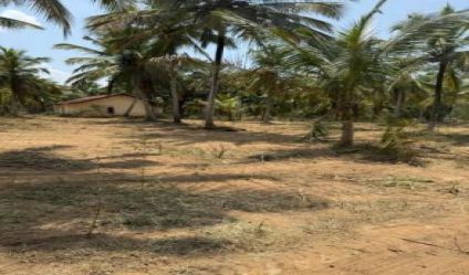 Coconut land