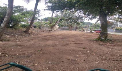 Coconut land