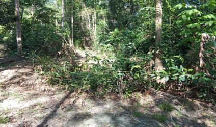 Bare Land