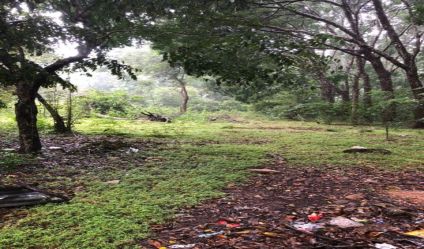 Bare Land