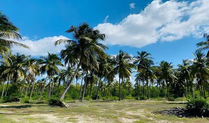 Coconut land