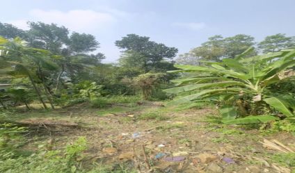 Bare Land
