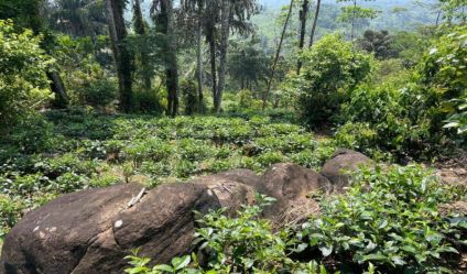 Tea land