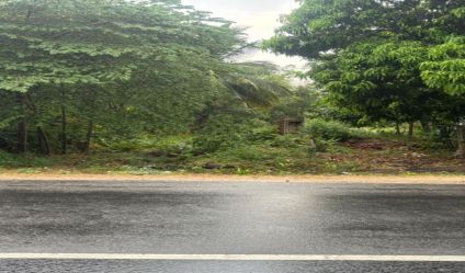 Bare Land