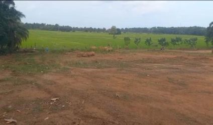 Bare Land