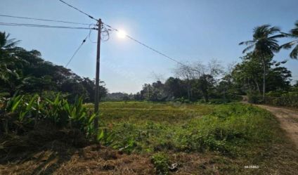 Cultivated Land