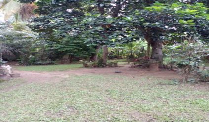 Bare Land