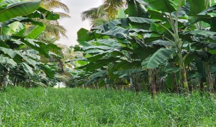 Cultivated Land